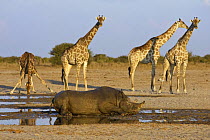 Black Rhinoceros (Diceros bicornis) wallowing in mud watched by four Giraffe {Giraffa camelopardalis} Etosha National Park, Namibia, June 2009