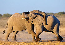 RF- African elephant (Loxodonta africana) young males play fighting, Etosha National Park, Namibia, June. Endangered species. (This image may be licensed either as rights managed or royalty free.)