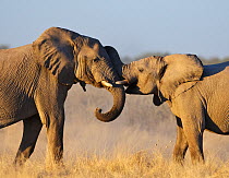 RF- African elephant (Loxodonta africana) young males play fighting, Etosha National Park, Namibia, June. Endangered species. (This image may be licensed either as rights managed or royalty free.)
