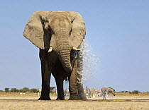 African elephant (Loxodonta africana) looking spraying itself with water to cool down, with Zebra in background, Etosha National Park, Namibia, June 2009