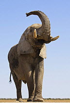 African elephant (Loxodonta africana) with trunk raised, Etosha National Park, Namibia, June