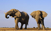 African elephant (Loxodonta africana) two old bulls drinking, Etosha National Park, Namibia, June 2009