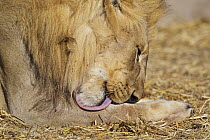 African lion (Panthera leo) male licking a wound on his leg, Etosha National Park, Namibia, June