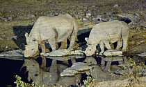 Black rhinoceros (Diceros bicornis) mother and calf drinking at Halali campsite floodlit waterhole, Etosha National Park, Namibia, June