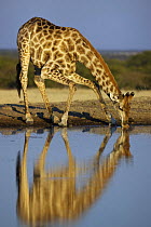 Giraffe (Giraffa cameloparalis) male bending down to drink, Etosha National Park, Namibia, June