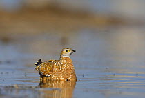 Burchell's / Variegated sandgrouse (Pterocles burchelli) collecting water in feathers to transport to chicks, Etosha National Park, Namibia, June