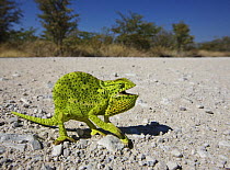 Flap-necked chameleon [Chamaeleo dilepis] crossing a road, Etosha National Park, Namibia, June 2009