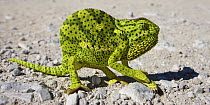 Flap-necked chameleon [Chamaeleo dilepis] crossing a road, Etosha National Park, Namibia, June