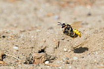 Beewolf / Bee killer wasp (Philanthus triangulum) female in flight carrying paralysed Honey Bee prey to her burrow, London, England, UK