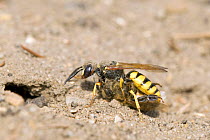 Beewolf / Bee killer wasp (Philanthus triangulum) female carrying paralysed Honey Bee prey, approaching her burrow, London, England, UK