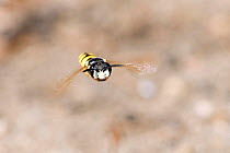 Beewolf / Bee killer wasp (Philanthus triangulum) female in flight, London, England, UK