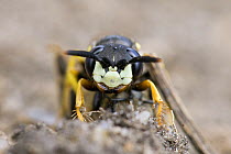 Beewolf / Bee killer wasp (Philanthus triangulum) female portrait, London, England, UK