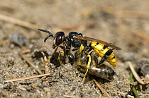 Beewolf / Bee killer wasp (Philanthus triangulum) female dragging paralysed Honey bee towards her burrow, London, England, UK