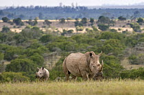 Southern white rhinoceros (Ceratotherium simum simum) mother and calf, Ol Pejeta Conservancy, Kenya, 2009. Threatened species.