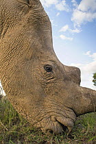 Southern white rhinoceros (Ceratotherium simum simum) grazing, Ol Pejeta Conservancy, Kenya, 2009. Threatened species.