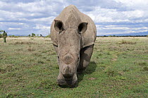 Southern white rhinoceros (Ceratotherium simum simum) wild animal with ranger providing round-the-clock protection. Ol Pejeta Conservancy, Kenya, 2009. Threatened species, Model released