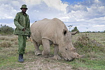 Southern white rhinoceros (Ceratotherium simum simum) wild animal with ranger providing round-the-clock protection. Ol Pejeta Conservancy, Kenya, 2009. Threatened species.