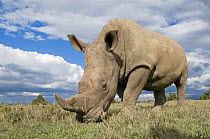 Southern white rhinoceros (Ceratotherium simum simum) grazing. Ol Pejeta Conservancy, Kenya, 2009. Threatened species.