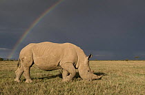 Southern white rhinoceros (Ceratotherium simum simum) with rainbow and storm clouds. Ol Pejeta Conservancy, Kenya, 2009. Threatened species.