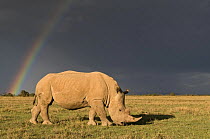 Southern white rhinoceros (Ceratotherium simum simum) with rainbow and storm clouds. Ol Pejeta Conservancy, Kenya, 2009. Threatened species.