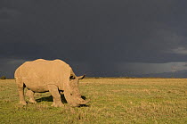 Southern white rhinoceros (Ceratotherium simum simum) with storm clouds. Ol Pejeta Conservancy, Kenya, 2009. Threatened species.