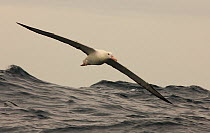 Southern royal albatross {Diomedea epomophora} in flight over sea, South Atlantic
