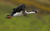 Blue eyed shag / cormorant {Phalacrocorax atriceps} in flight, South Georgia