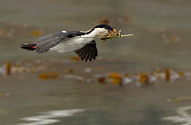 Blue eyed cormorant / Imperial shag {Phalacrocorax atriceps} in flight with nesting material, South Georgia