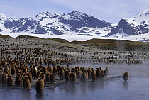 King penguins {Atenodytes patagonicus} young chicks waiting in creche, St Andrews Bay, South Georgia