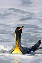 King penguin {Atenodytes patagonicus} in the surf, South Georgia