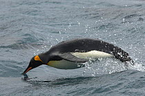 King penguin {Atenodytes patagonicus} diving through water, South Georgia