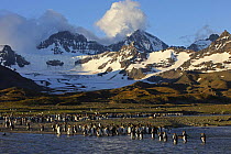 King penguin {Atenodytes patagonicus} adults entering and leaving the sea, St Andrews Bay, South Georgia