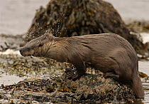 European river otter {Lutra lutra} emerging from sea and shaking, Shetland, Scotland, UK