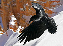 Common raven {Corvus corax} landing on snow, Bryce Canyon NP, Utah, USA