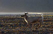 Reindeer {Rangifer tarandus} crossing landscape, introduced to South Georgia by norwegians whalers in early 20th Century, South Georgia