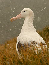 Wandering albatross {Diomedea exulans} in a snow flurry, South Georgia