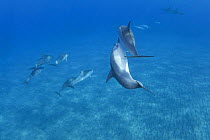 Pod of Hawaiian / pantropical / long-snouted / Gray's spinner dolphins {Stenella longirostris longirostris} Ho'Okena, Kona, Hawaii, Central Pacific Ocean