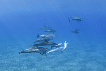 Pod of Hawaiian / pantropical / long-snouted / Gray's spinner dolphins {Stenella longirostris longirostris} socialising, Ho'Okena, Kona, Hawaii, Central Pacific Ocean