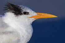 Royal tern {Thalasseus maximus} head profile portrait, Naples, Florida, USA