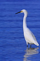 Snowy Egret (Egretta thula) wading in water, Fort Myers Beach, Florida, USA
