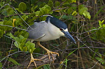 Black-Crowned Night Heron (Nycticorax nycticorax) perched in bush, Everglades NP, Florida, USA