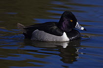 Ring-Necked Duck {Aythya collaris} male on water, Socorra, New Mexico, USA