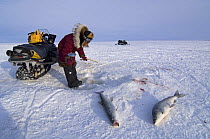 Young Inupiaq woman catching Sheefish (Stenodus leucichthys nelma) through a hole in pack ice over the Chukchi Sea, for the village elders of Kotzebue, Alaska, March 2008