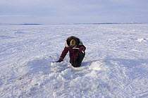 Young Inupiaq woman catching Sheefish (Stenodus leucichthys nelma) through a hole in pack ice over the Chukchi Sea, for the village elders of Kotzebue, Alaska, March 2008