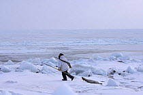 Inupiaq subsistence hunter dragging Ringed seal (Phoca hispida) catch on the pack ice near Point Hope, Alaska, Chukchi Sea, March 2008