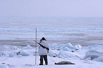 Inupiaq subsistence hunter resting after dragging Ringed seal (Phoca hispida) catch on the pack ice near Point Hope, Alaska, Chukchi Sea, March 2008