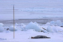 Ringed seal (Phoca hispida) on pack ice caught by Inupiaq subsistence hunter near Point Hope, Alaska, Chukchi Sea, March 2008
