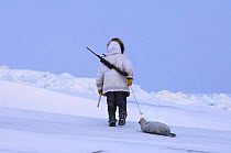Inupiaq subsistence hunter dragging Ringed seal (Phoca hispida) catch on the pack ice near Point Hope, Alaska, Chukchi Sea, March 2008