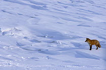 Red fox (Vulpes vulpes) on edge of the pack ice, Cape Lisburne, Lisburne Peninsula, Arctic coast of Alaska, March