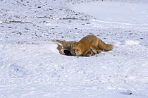 Red fox (Vulpes vulpes) feeding on carcass of dead Walrus (Odobenus rosmarus) on ice-covered beach off Cape Lisburne, Lisburne Peninsula, Arctic coast of Alaska, March
